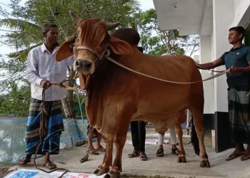 এক টনের ‘লাল বাদশাকে’ কিনলেই ফ্রি ৩০ কেজির ‘সোহেলি’