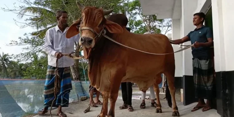এক টনের ‘লাল বাদশাকে’ কিনলেই ফ্রি ৩০ কেজির ‘সোহেলি’