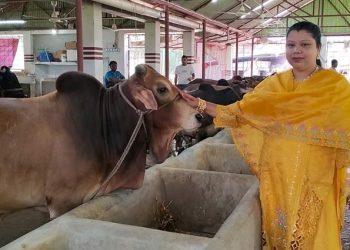 ১ থেকে ৬০ গরু : ঝালকাঠির সফল নারী উদ্যাক্তা ফারিয়া