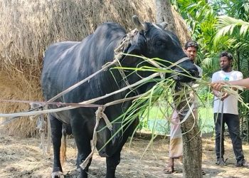 খালেদা জিয়াকে উপহার দেওয়া সেই ষাঁড় এবার বেচতে চান সোহাগ