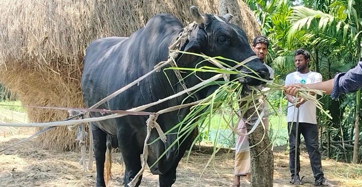 খালেদা জিয়াকে উপহার দেওয়া সেই ষাঁড় এবার বেচতে চান সোহাগ