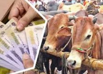 জাল নোট ঠেকাতে কোরবানির পশুর হাটে বসবে বুথ