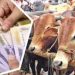 জাল নোট ঠেকাতে কোরবানির পশুর হাটে বসবে বুথ