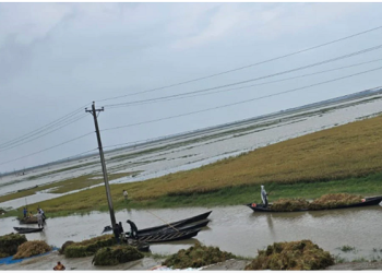 কিশোরগঞ্জের হাওরে তলিয়ে যাচ্ছে ফসলি জমি