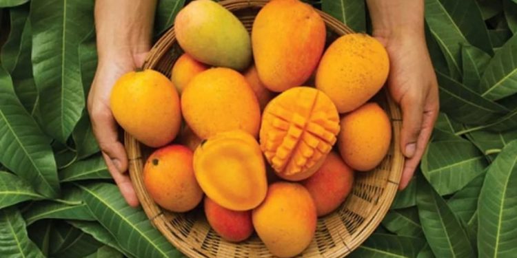 কীভাবে আম খেলে ওজন কমবে?