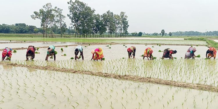 ভরা বর্ষায় চারা লাগানোর উৎসব