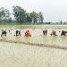ভরা বর্ষায় চারা লাগানোর উৎসব