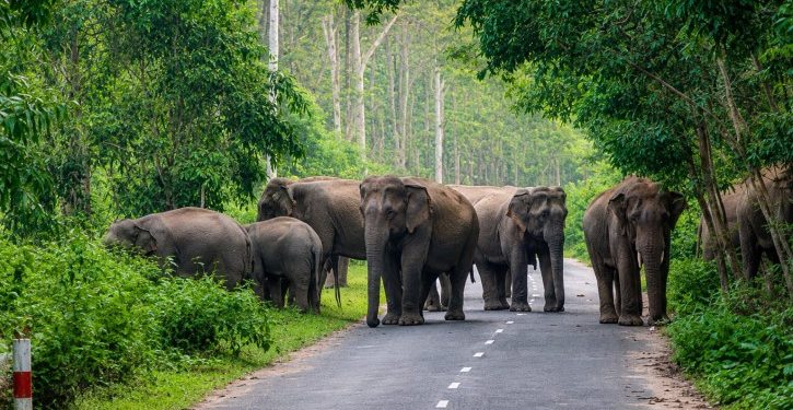 পাহাড়ি হাতি লোকালয়ে, উৎকণ্ঠা