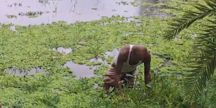 ভোলায় ফসলি জমি পানির নিচে : দিশেহারা কৃষক