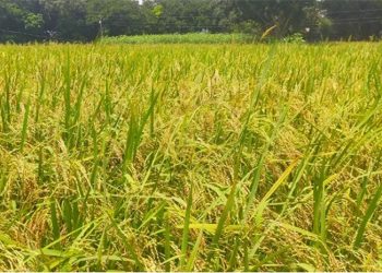 চলতি মওসুমে নড়াইলে আউশের বাম্পার ফলনের সম্ভাবনা
