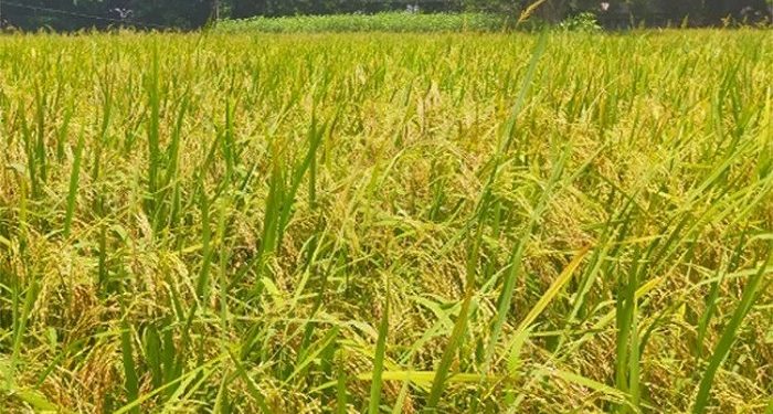 চলতি মওসুমে নড়াইলে আউশের বাম্পার ফলনের সম্ভাবনা