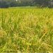 চলতি মওসুমে নড়াইলে আউশের বাম্পার ফলনের সম্ভাবনা