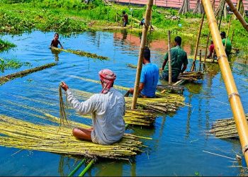 দাম ভালো পাওয়ায় কৃষকরা পাট চাষে আগ্রহী হয়ে উঠছে
