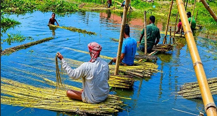 দাম ভালো পাওয়ায় কৃষকরা পাট চাষে আগ্রহী হয়ে উঠছে