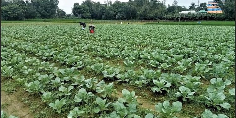 টাঙ্গাইলে আগাম শীতকালীন সবজি চাষে ভাগ্য বদলের স্বপ্ন দেখছেন কৃষক