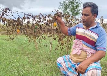 পদ্মার চর জলমগ্ন, কৃষকরা ক্ষতির মুখে