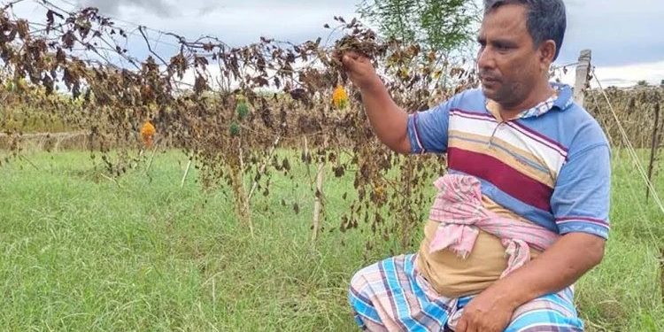 পদ্মার চর জলমগ্ন, কৃষকরা ক্ষতির মুখে