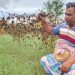 পদ্মার চর জলমগ্ন, কৃষকরা ক্ষতির মুখে