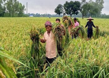 দিনাজপুরে অধিক ফলনে আউস ধানের লক্ষ্যমাত্রা অর্জিত