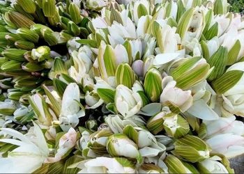 গোপালগঞ্জে বছরে কোটি টাকার শাপলা বিক্রি