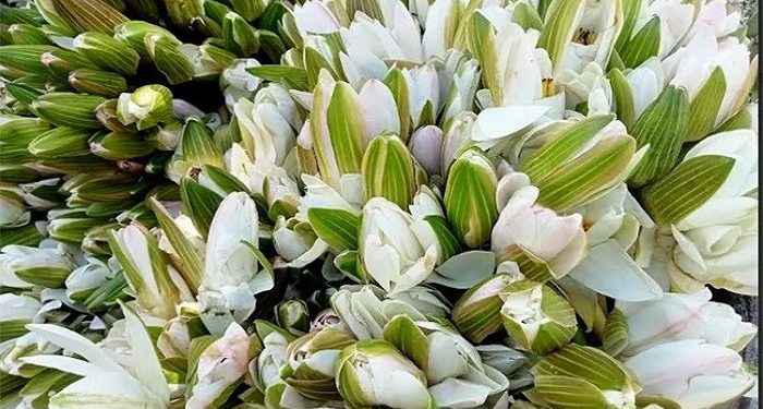 গোপালগঞ্জে বছরে কোটি টাকার শাপলা বিক্রি