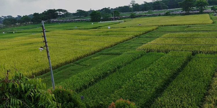 সুনামগঞ্জে কৃষির সম্প্রসারণে ধান উদ্ভাবনে কাজ করছে ‘বিনা’