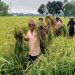 দিনাজপুরে অধিক ফলনে আউস ধানের লক্ষ্যমাত্রা অর্জিত