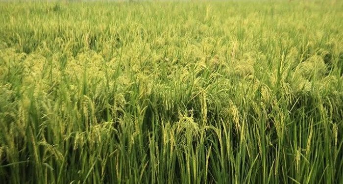 ভালো ফলনের প্রত্যাশায় আমন চাষে ব্যস্ত কৃষকেরা