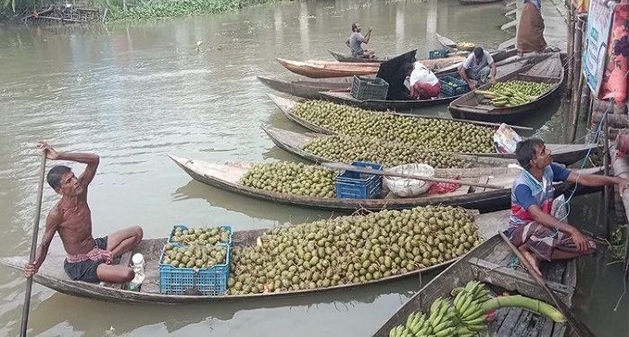 ঝালকাঠিতে বাড়ছে আমড়ার চাষ, বাম্পার ফলনে কৃষকের মুখে হাসি