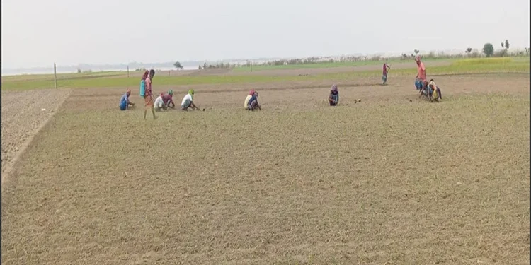 রাজবাড়ীতে পেঁয়াজের আবাদ বাড়াতে কৃষি বিভাগের নানা উদ্যোগ