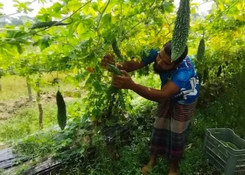পটুয়াখালীতে মাচা পদ্ধতিতে লাউ-করলা চাষে সফল উদ্যোক্তা পাবেল
