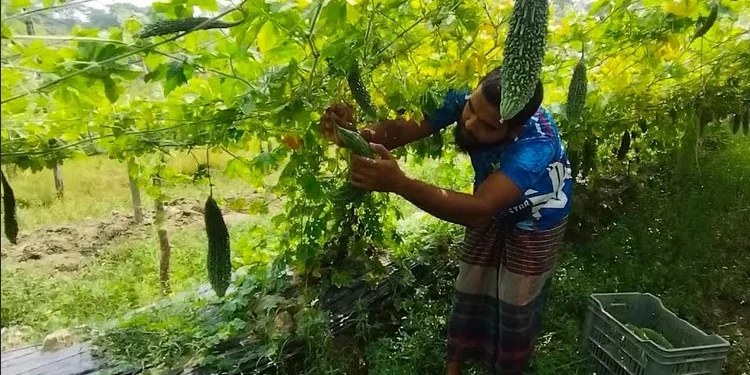 পটুয়াখালীতে মাচা পদ্ধতিতে লাউ-করলা চাষে সফল উদ্যোক্তা পাবেল