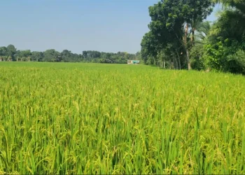 ঝিনাইদহে আমন ধানের ফলন লক্ষ্যমাত্রা ছাড়িয়েছে