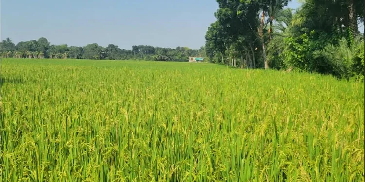 ঝিনাইদহে আমন ধানের ফলন লক্ষ্যমাত্রা ছাড়িয়েছে