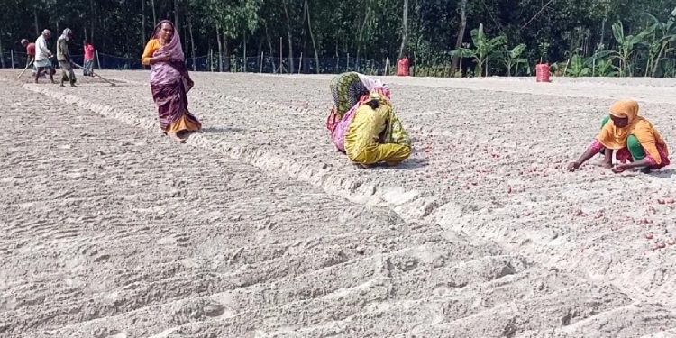 রংপুরের পীরগঞ্জে মুড়িকাটা পেঁয়াজ চাষে ব্যস্ত কৃষকরা