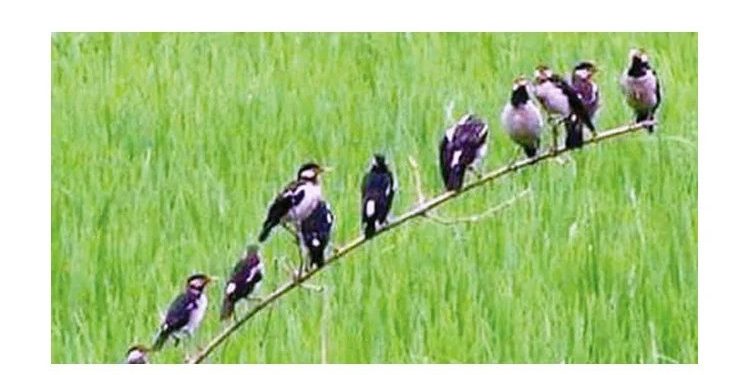 দিনাজপুরে আমন ধানের পোকা দমনে পার্চিং পদ্ধতি ব্যবহারে উপকৃত হচ্ছেন কৃষকরা